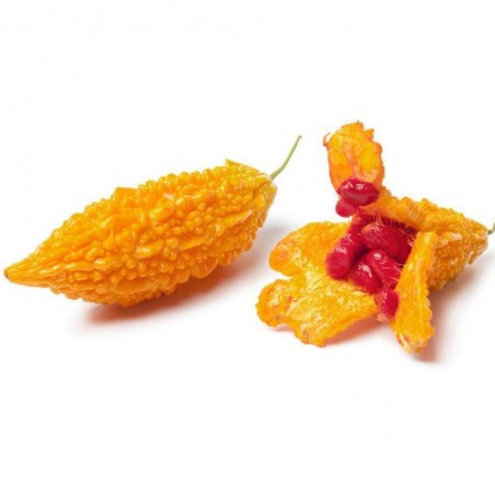 MARGOSE momordica charantia Concombre amer graines semences seeds samen seeds semi semilla zaden