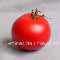 Bio Tomate Moneymaker graines semences certifiées