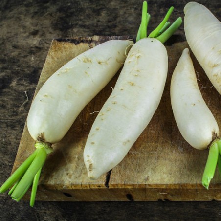 BIO radis blanc Daïkon japonais graines semences