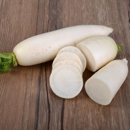 BIO radis blanc Daïkon japonais graines semences
