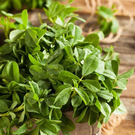 FENUGREC trigonella foenum graecum graines semences seeds plantes aromatiques balcon