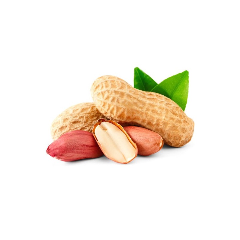 Plant semence arachide cacahuète - La Bonne Graine