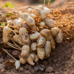 ARACHIDE CACAHUETE Arachis hypogaea cacahuète cacahouète graines semences seeds