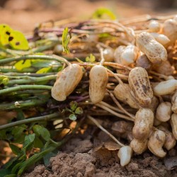 ARACHIDE CACAHUETE Arachis hypogaea cacahuète cacahouète graines semences seeds