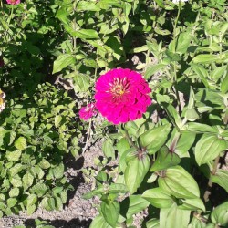 ZINNIA GEANT PURPLE PRINCE graines semences fleurs annuelle