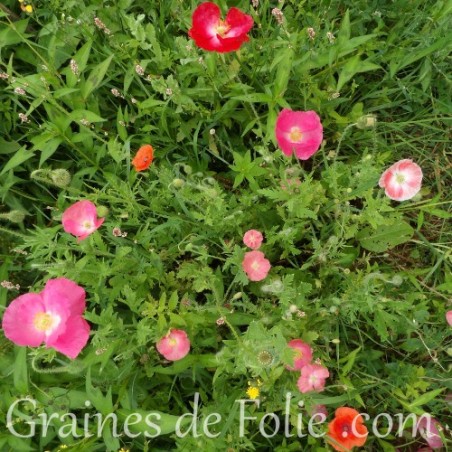 Coquelicot mélange couleur mix rose rouge papaver rhoeas graines semences seeds