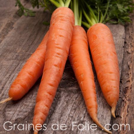 Carotte de Colmar Flakkee semences graines jardinage AB Carotte de Colmar Flakkee semences graines jardinage AB
