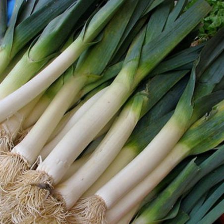 Bio Poireau d'Elbeuf graines semences variétés anciennes