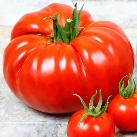 BIO TOMATE BEEFSTEAK graines semences certifiées AB variété ancienne