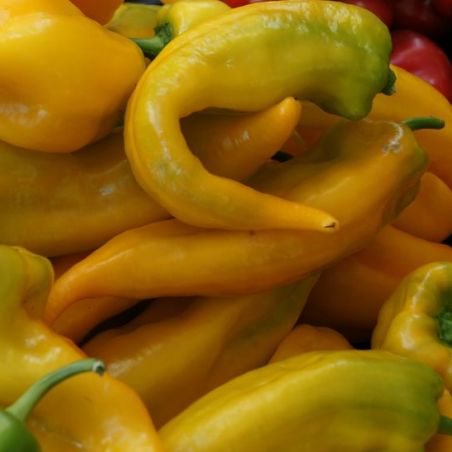 Bio poivron corno di toro jaune semences certifiées agriculture biologique