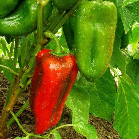 POIVRON DOUX D ESPAGNE variété productive dulce espana