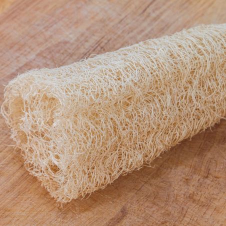 COURGE EPONGE végétale LUFFA ACUTANGULA graines semences seeds samen