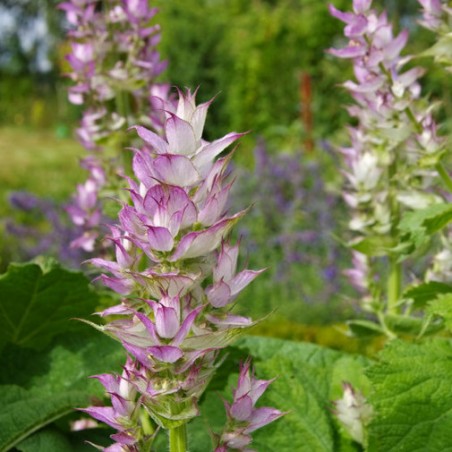 SAUGE SCLAREE salvia sclarea graines semences plantes aromatique