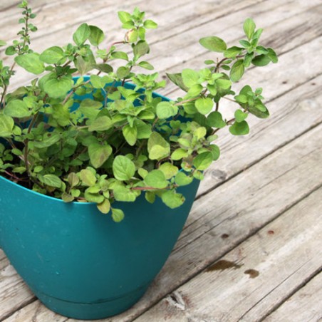 ORIGAN GREC origanum vulgare ssp. hirtum graines semences seeds aromate culture en pot