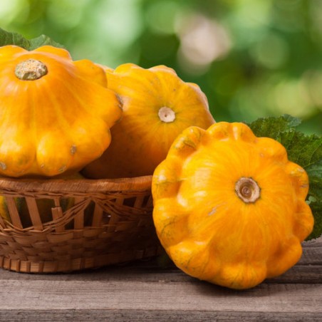Bio Pâtisson orange graines semences potager certifiée AB Agriculture biologique