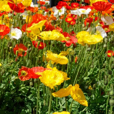Pavot d'Islande Mix Papaver Nudicaule plante vivace graines semences