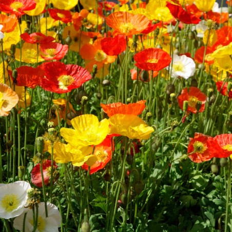 Pavot d'Islande Mix Papaver Nudicaule plante vivace graines semences