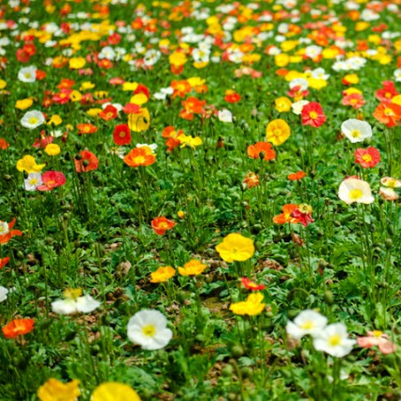 Pavot d'Islande Mix Papaver Nudicaule plante vivace graines semences
