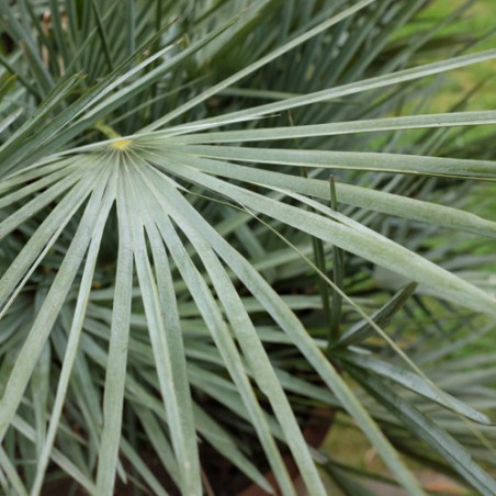Feuilles Palmier Nain Bleu Chamaerops humilis var, cerifera graines semences seeds rare