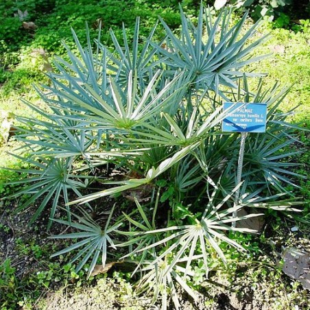 Palmier Nain Bleu Chamaerops humilis var, cerifera résistant au gel graines semences seeds rare