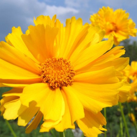 Coreopsis Early Sunrise plante vivace fleurs jaune graines