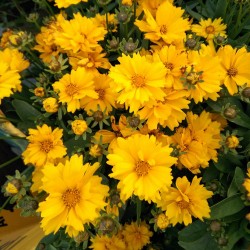 Coreopsis Early Sunrise plante vivace fleurs jaune graines