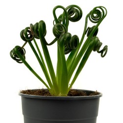 Plante tire-bouchon albuca spiralis intérieure originale graines semences seeds