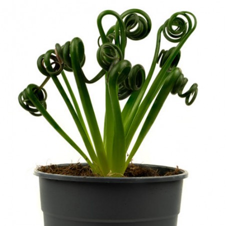 Plante tire-bouchon albuca spiralis intérieure originale graines semences seeds