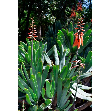 ALOE PLICATILIS graines semences seeds plantes exotique original