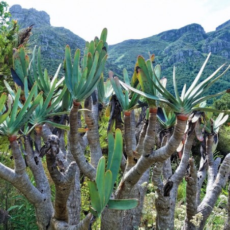ALOE PLICATILIS graines semences seeds plantes exotique original
