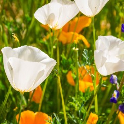 Pavot de Californie fleurs blanches Eschscholzia Californica graines semences