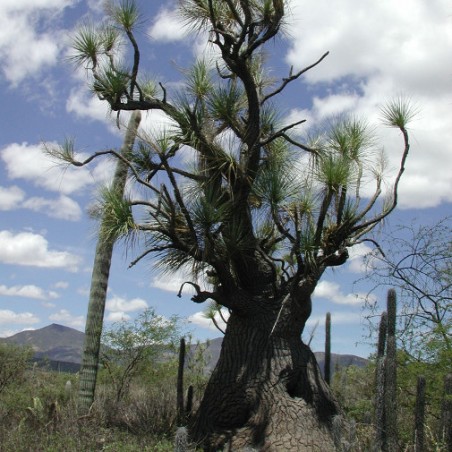 Beaucarnea Gracilis pied d'éléphant graines semences seeds exotique