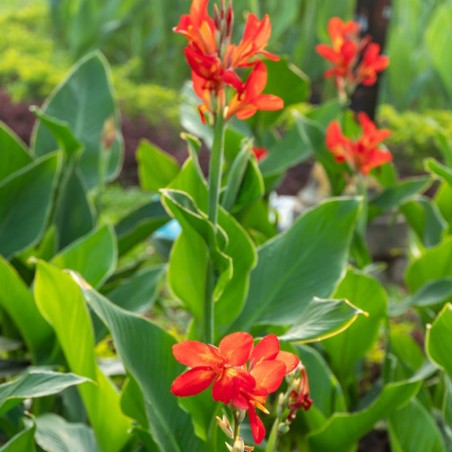 Canna des Indes Canna indica graines semences seeds plantes ornementale
