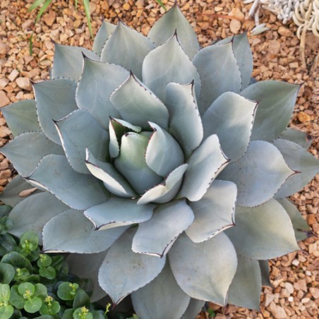 Agave Parryi var. Parryi graines semences seeds Agave Parryi var. Parryi graines semences seeds