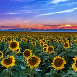 Tournesol Géant de Californie graines semences fleurs certifiées Agriculture Biologique