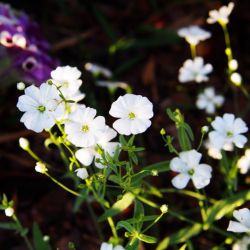 GYPSOPHILE gypsophila elegans graines fleurs à coupées à séchées