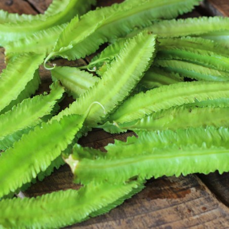 Haricot ailé - Pois carré - Pois asperge graines semences anciennes ou oubliées