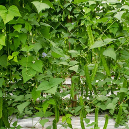Haricot ailé - Pois carré - Pois asperge graines semences anciennes ou oubliées