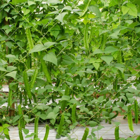 Haricot ailé - Pois carré - Pois asperge graines semences anciennes ou oubliées