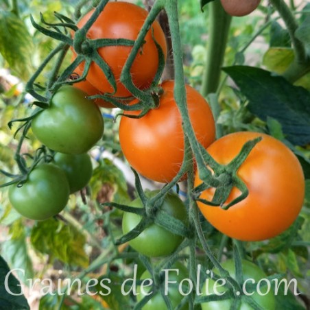 Graines Bio Tomate Auriga