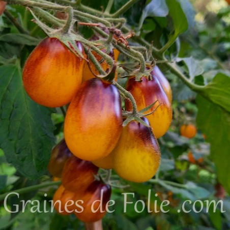 Graines semences tomate "indigo pear drops" Excellente saveur sucrée