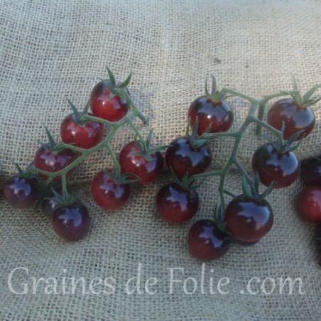 Graines semences bio de tomates cerise blue berries certifiée AB