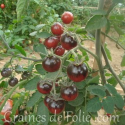 Graines semences bio de tomates cerise blue berries certifiée AB