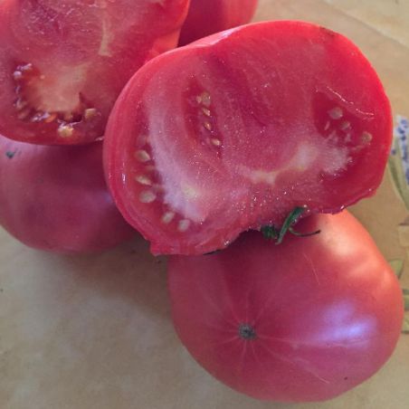 Tomate NAPOLI ISCHIA semences anciennes paysannes certifiée Bio