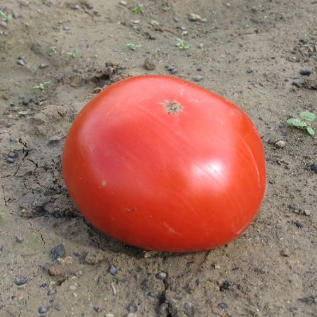 Tomate grappe PILU graines semences BIO