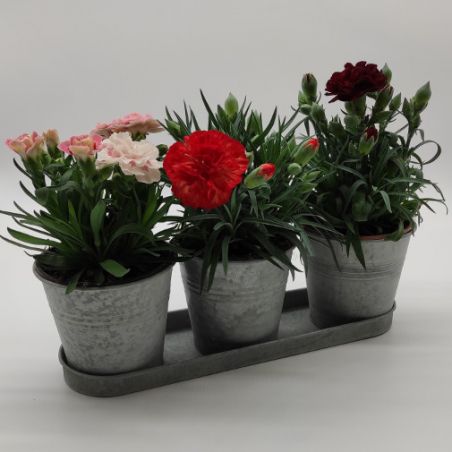 Cache-Pots Zinc X 3 + Soucoupe intérieur ou extérieur