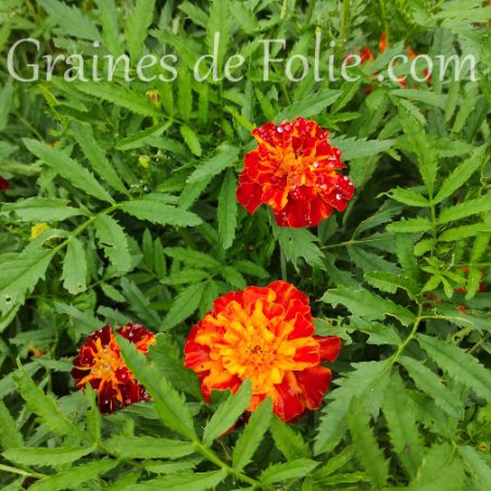 OEILLET D INDE DOUBLE BOLERO graines