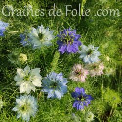 Nigelle de Damas Mélange couleurs graines fleurs Nigella Damascena