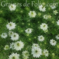 Nigelle de Damas Blanche Nigella Damascena graines semences fleurs