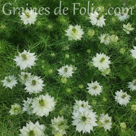 Nigelle de Damas Blanche Nigella Damascena graines semences fleurs